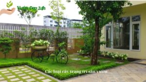 Các loại cây trang trí sân vườn