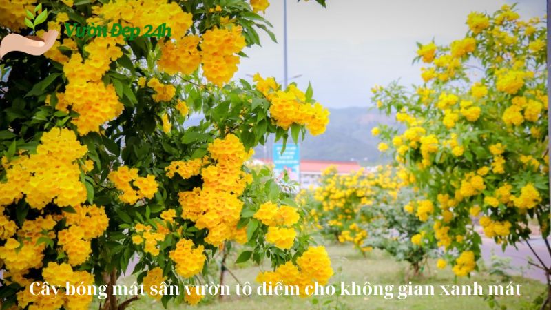 Cây bóng mát sân vườn tô điểm cho không gian xanh mát