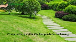 Cỏ sân vườn tự nhiên: Các loại phổ biến, Cách trồng