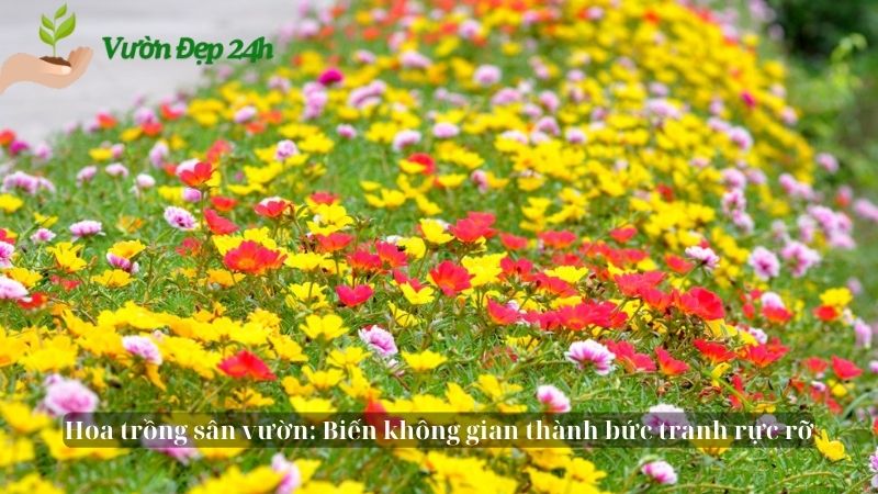 Hoa trồng sân vườn: Biến không gian thành bức tranh rực rỡ