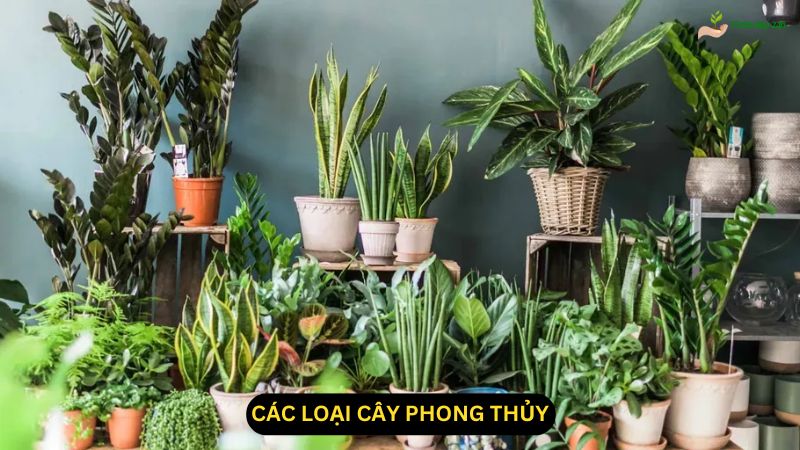 Các Loại Cây Phong Thủy: Lựa Chọn Tốt Cho May Mắn và Thành Công